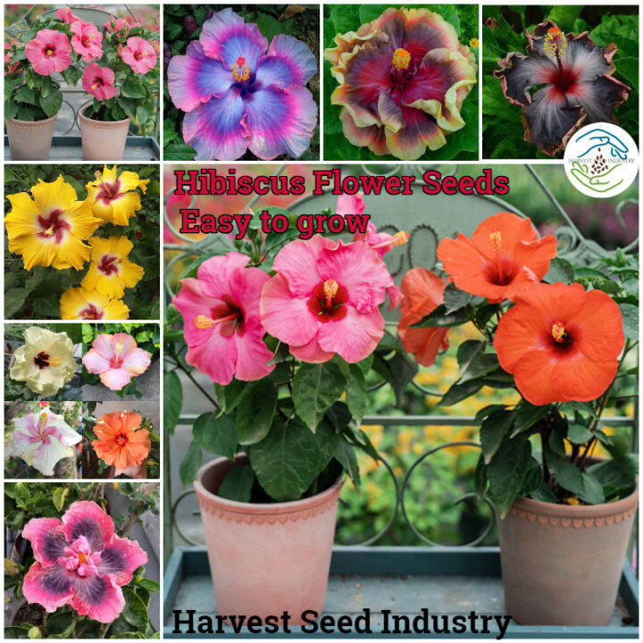 ปลูกง่ายปลูกได้ทั่วไทย 100เมล็ด/คละสี บอนสี เมล็ดพันธุ์ ชบา Hibiscus