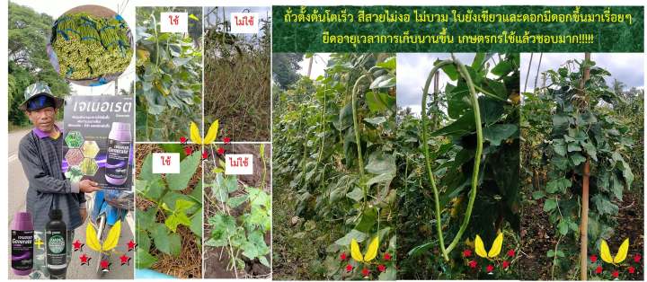 ฮอร์โมนบำรุงพืช-เจเนอเรต-generate-for-crops-ตราดาวใบไม้