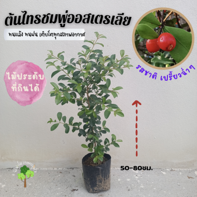 ต้นไทรชมพู่ออสเตรเลีย ไทรชมพู่ ไม้ประดับกินได้ ต้นสูง50-80cm.