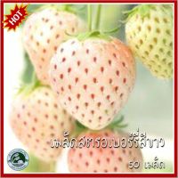 50 เมล็ด สตอเบอรี่สีขาว White Strawberry สตอเบอรี่ สตรอเบอรี่ เมล็ดสตอเบอรี่ เมล็ดสตรอเบอรี่ สตรอว์เบอรี่ สตรอเบอรี่สีขาว