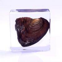 Cockscomb Pearl Mussel Cristaria plicata Clear Education Marine Animal Specimen