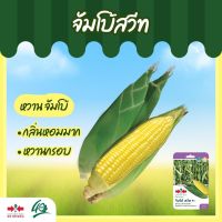 เมล็ดข้าวโพดหวาน ลูกผสม จัมโบ้สวีท ตราศรแดง ปริมาณ70เมล็ด Sweet corn seeds เมล็ดพันธุ์ข้าวโพดหวาน เมล็ดข้าวโพด เมล็ดพันธุ์ข้าวโพด ศรแดง