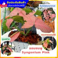 ต้นออมชมพู ในกระถางแขวน เงินไหลมาชมพู ไม้มงคลโชคลาภ Syngonium Pink ต้นไม้มงคลสวยๆ ฟอกอากาศ แต่งรั้วบ้าน สวน แขวนต้นไม้ ของขวัญปีใหม่ คริสมาส