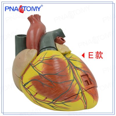 Pnatomy amplification heart biological experiment teaching medical cardiology organs dissection model specimens