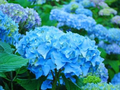 20 เมล็ด เมล็ดไฮเดรนเจีย Hydrangea Seeds สีฟ้า ไฮเดรนเยียสายพันธุ์ฝรั่งเศส ของแท้ 100% อัตรางอก 70-80% มีคู่มือปลูก ปลูกในกระถางได้