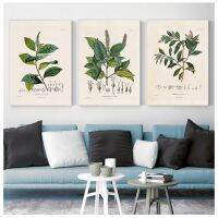 Botanical Studies Vintage โปสเตอร์และภาพพิมพ์-โบราณ French Plant ภาพประกอบภาพวาดผ้าใบ-Perfect Wall Decor สำหรับ Home และ Office - Great ของขวัญไอเดียสำหรับคนรักพฤกษศาสตร์