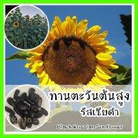 พร้อมส่ง ❗ รหัส 131 เมล็ดพันธุ์แท้ OP แท้   ทานตะวันรัสเซียดำ - Black Russian Sunflower ต้นสูงได้ถึง 4 เมตร