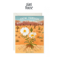 การ์ดอวยพร Prickly Poppy  จาก Plant House Greeting Card