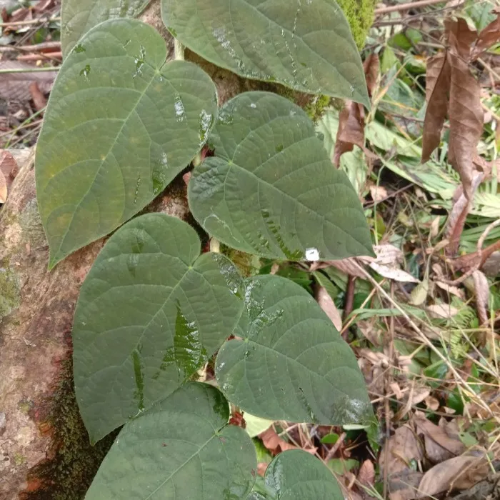 TANAMAN HIAS RAMBAT BERBULU SANGAT LANGKA PER 10 DAUN | Lazada Indonesia
