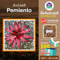 สับปะรดสี Pemiento [แถมกาบมะพร้าว2ลิตร] ขนาดกระถาง 6นิ้วพร้อมปลูก ต้นใหญ่พร้อมจัดสวน จัดส่งแบบถอดกระถาง