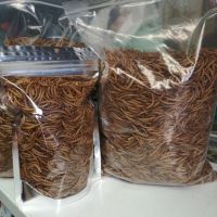 Mealworms หนอนอบแห้ง  150 กรัม ชูการ์,นก,เม่นแคระ,ปลา,หนูแฮมเตอร์ ฯลฯ