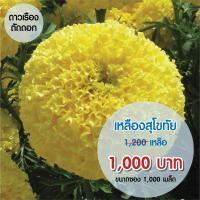 AGA SHOP เมล็ดพันธุ์ ดาวเรือง สุโขทัย เหลือง 1000 เมล็ด