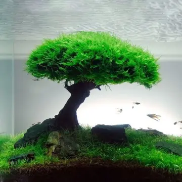 Aquarium drift wood bonsai tree aquascape landscaping decor fish fank  plants 