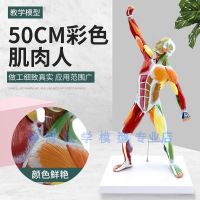 50 cm body muscle movement model of the whole body muscle model body shallow anatomical specimens of color