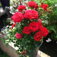 30 เมล็ด เมล็ดพันธุ์ กุหลาบ Flower Seeds พันธุ์  Huayuan Red Rose Seeds ดอกใหญ่ นำเข้าต่างประเทศ