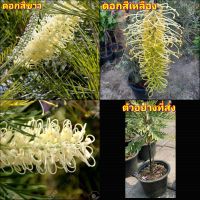 (1ต้น) ต้น ดอก สนเกรวิลเลีย สีขาว สี ขาว สีเหลือง เหลือง เลื้อย Grevillea / ภูษณิศา / ศักดิ์พงษ์ สน ต้นสน