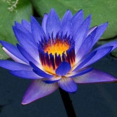 2 เมล็ด เมล็ดบัว สีน้ำเงิน ดอกใหญ่ นำเข้า บัวนอก สายพันธุ์ของแท้ 100% เมล็ดบัว ดอกบัว ปลูกบัว เม็ดบัว ปลูกในโหลแก้วได้ อัตรางอก 85-90% Lotus seeds
