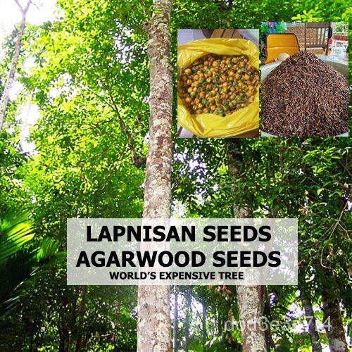 spot seeds LAPNISAN AGARWOOD SEEDS 50 PIECES WORLD'S EXPENSIVE TREE ...