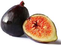 Fig ต้นมะเดื่อฝรั่ง พันธุ์ Black Italian (แบ๊กอิตเลี่ยน) อร่อยมาก ต้นสมบูรณ์มาก รากแน่นๆ จัดส่งพร้อมกระถาง 6 นิ้ว ลำต้นสูง 50ซม ต้นไม้แข็งแรงทุกต้น