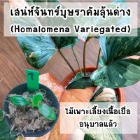 ( Promotion+++) คุ้มที่สุด สเน่ห์จันทร์บุษราคัม (Homalomena Var.) ไม้เพาะเลี้ยงเนื้อเยื่อลุ้นด่าง (แม่ด่างชมพู) อนุบาลแล้ว ราคาดี พรรณ ไม้ น้ำ พรรณ ไม้ ทุก ชนิด พรรณ ไม้ น้ำ สวยงาม พรรณ ไม้ มงคล