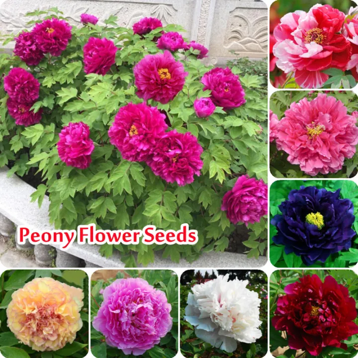 Philippines Ready Stock 20PCS Mix Color Giant Peony Flower Seeds Rare  Double Peony Seeds Paeonia Suffruticosa