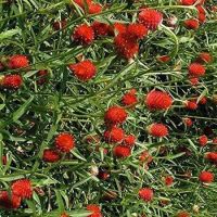 เมล็ดพันธุ์ บานไม่รู้โรย สีแดง Gomphrena Mix Seeds ดอกไม้ พรรณไม้ คุณภาพ 90 เมล็ด ปลูกง่าย