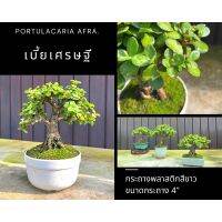 เบี้ยเศรษฐี กระถางพลาสติกขาว 4 นิ้ว [ Portulacaria Afra.] ย่อลงกระถางเล็กพร้อมปลูกเป็นบอนไซ