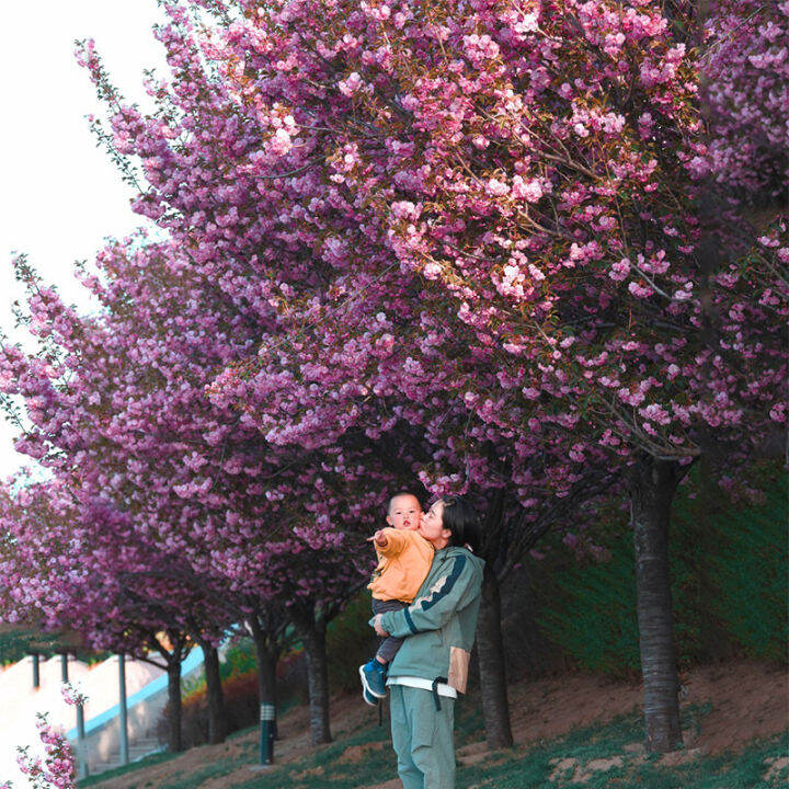 Cherry blossom sapling courtyard superlarge Japanese cherry blossom