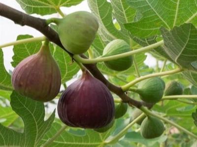 10 เมล็ด เมล็ดมะเดื่อฝรั่ง Figs สายพันธุ์ japanBTM6 ของแท้ 100% มะเดื่อฝรั่ง หรือ ลูกฟิก (Fig) อัตรางอก 70-80% Figs seeds มีคู่มือวิธีปลูก
