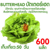*ค่าส่งถูก* ผักสลัด เมล็ดผัก เมล็ดผักสลัด (บัตเตอร์เฮด 600เมล็ด) เมล็ดพันธุ์ เมล็ดพันธุ์ผักสลัด งอกดี ปลูกผัก สลัด สลัด salad ไฮโดร hydroponic ผัก