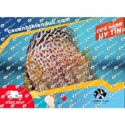 Phụ Kiện Thủy sinh - Dĩa Các Loại
