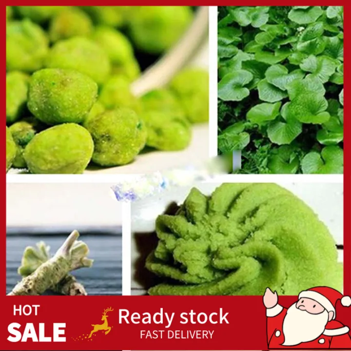 JUNY 100pcs Wasabi Seeds Japanese Horseradish Seed Vegetable Lazada PH