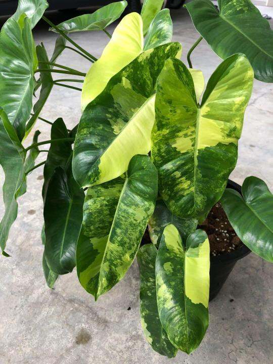 Philodendron Burle Marx Variegated (Live Plant) Lazada