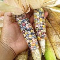 เมล็ดพันธุ์ ข้าวโพดพลอย ข้าวโพดอัญมณี (Glass Gem Corn Seed) บรรจุ 20 เมล็ด คุณภาพดี ราคาถูก ของแท้ 100%