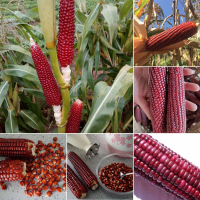 ( Promotion+++) คุ้มที่สุด เมล็ดข้าวโพดแดง（Red Corn Seeds）เมล็ดพันธุ์ผัก plants เมล็ดดอกไม้ พันธุ์ไม้ดอก ต้นไม้ฟอกอากาศ ต้นไม้ประดับ ของแต่งสวน ราคาดี พรรณ ไม้ น้ำ พรรณ ไม้ ทุก ชนิด พรรณ ไม้ น้ำ สวยงาม พรรณ ไม้ มงคล