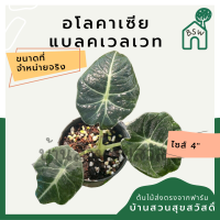 อโลคาเซีย แบลคเวลเวท กระถาง 4 นิ้ว alocasia black velvet