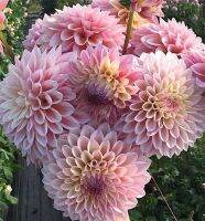 1 หัว/ออเดอร์ รักเร่ Dahlia Bulb สายพันธุ์ Castle Drive หัวรักเร่ ดอกไม้ หัวหน่อ เหง้า นำเข้า เนเธอร์แลน หัวสดใหม่