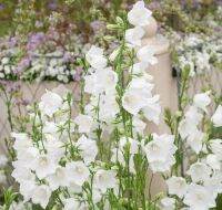 เมล็ดพันธุ์ Campanula persicifolia peach bellflower 200 เมล็ด เมล็ดพันธุ์นำเข้าจาก อังกฤษ.