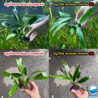 อนูเบียสใบยาว Long leaf ( Anubias minima Anubias congensis ) เกาะหินลาวมีให้เลือก2 ชนิด*ุ*กรุณาอ่านรายะเอียดก่อนสั่ง**