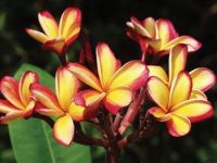 5 เมล็ด ลีลาวดี Frangipani , Pagoda Tree, Hawaii Plumeria สายพันธุ์ Brilliant Rainbow Plumeria สีเหลือง ต้นไม้มงคล ปลูกประดับเพิ่มพลังบวก