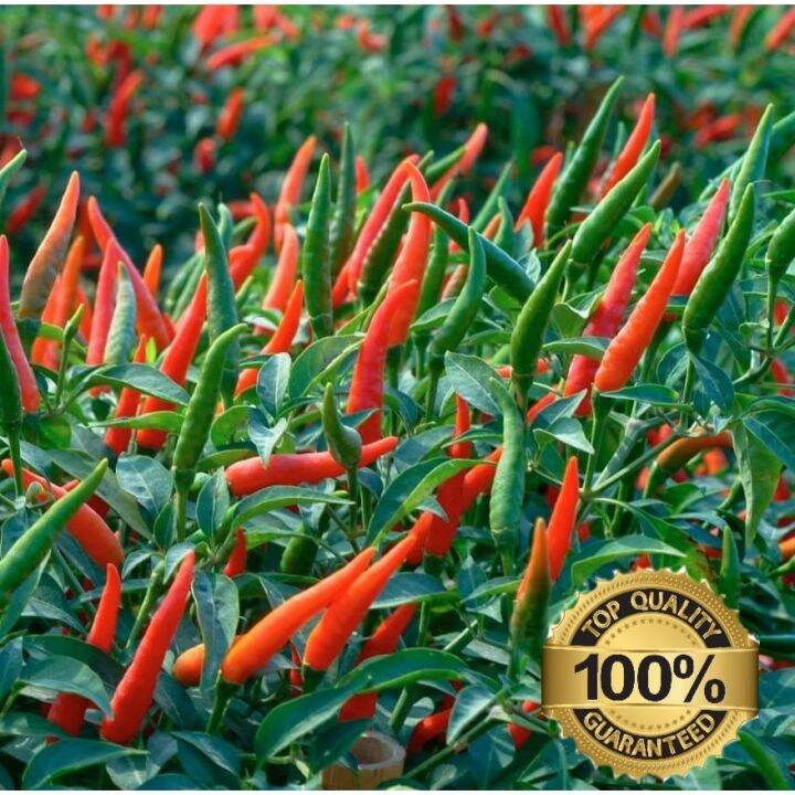 Sili Seeds Hybrid Super Red Thai Chili Siling Tingala Lazada Ph