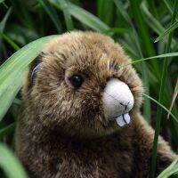 Groundhog ของเล่นตุ๊กตาลายหินอ่อน Plushie บีเวอร์เหมือนจริงตุ๊กตาสัตว์จำลองของเล่น Kawai ของขวัญสำหรับเด็ก2023ใหม่