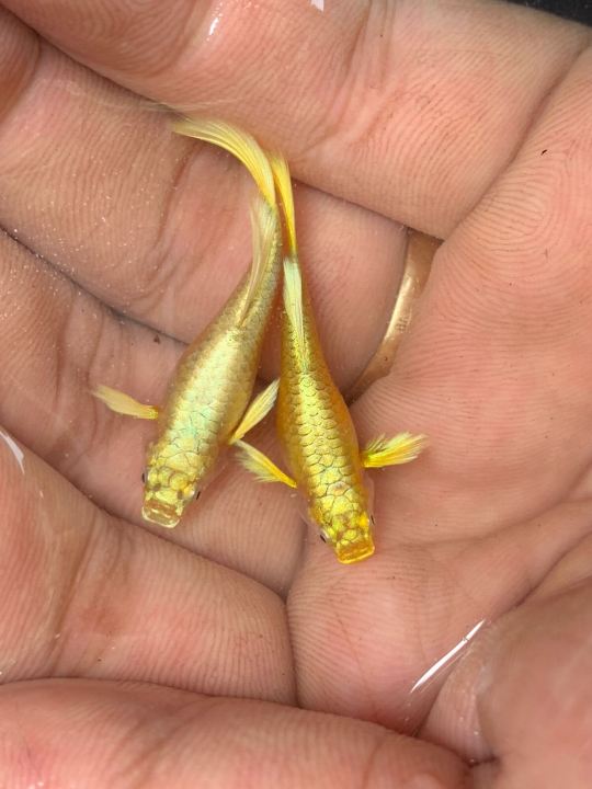 Conbo cá 7 màu full gold gen ( 1 cặp trống+ mái) leo vảy cao, màu sắc đẹp  ,hoàn lại tiền khi có rủi ro do vận chuyển - Q3 - NH | Lazada.vn