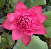 5 เมล็ด บัวนอก บัวนำเข้า บัวสายพันธุ์ Capital Red Canal LOTUS สีแดง สวยงาม ปลูกในสภาพอากาศประเทศไทยได้ ขยายพันธุ์ง่าย เมล็ดสด