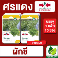 ผักซอง ศรแดง เมล็ดพันธุ์ พันธุ์ผัก ผักชี สายสมร F1 บรรจุแพ็คล่ะ 10 ซอง ราคา 230 บาท