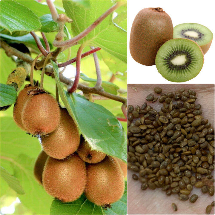 เมล็ดพันธุ์ กีวี่ Kiwi seeds เมล็ดกีวี่นำเข้าแท้ 20100 เมล็ด Lazada