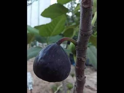 10 เมล็ด เมล็ดมะเดื่อฝรั่ง Figs สายพันธุ์  Iraqi Fig ของแท้ 100% มะเดื่อฝรั่ง หรือ ลูกฟิก (Fig) อัตรางอก 70-80% Figs seeds มีคู่มือวิธีปลูก