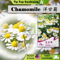 Original Package 100 Chamomile Seeds Garden Flowers Chinese Herbal D002 