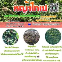 (promotion++) หญ้าไทเป thaipeigrassyland สุดคุ้มม ต้นไม้ ฟอก อากาศ กระถาง ต้นไม้ ไม้ ประดับ ต้นไม้ ปลูก ใน บ้าน