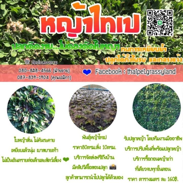 promotion-หญ้าไทเป-thaipeigrassyland-สุดคุ้มม-ต้นไม้-ฟอก-อากาศ-กระถาง-ต้นไม้-ไม้-ประดับ-ต้นไม้-ปลูก-ใน-บ้าน